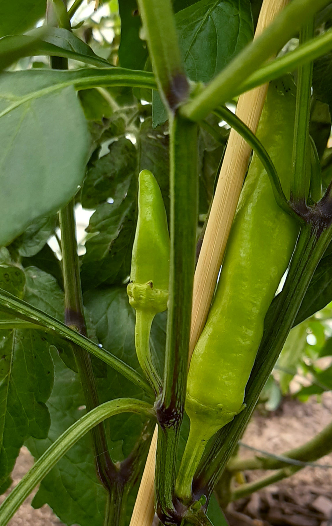 Take 5: Rylan's Banana Peppers